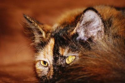 Close-up portrait of cat