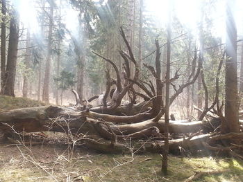 Sun shining through trees in forest