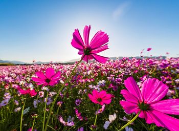 Kashihara city, nara prefecture cosmos field of fujiwara palace