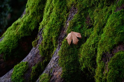 A dry fallen tree leaf  on a mossy tree in tuscany, italy.