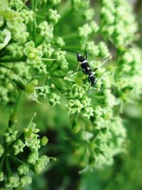 Close-up of insect on leaf