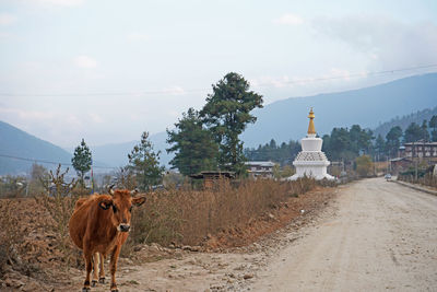 Streets of bumthang, bhutan. caw standing by the gravel road, white stupa in the background