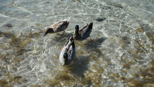 High angle view of bird in water