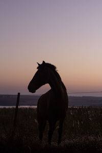 View of a horse on field at sunset