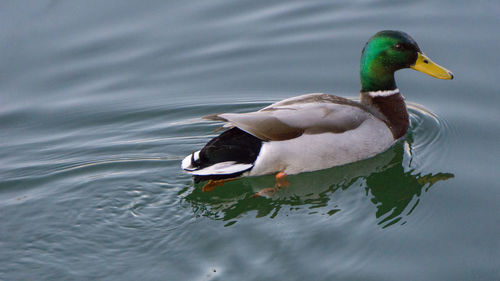 Duck swimming in a lake