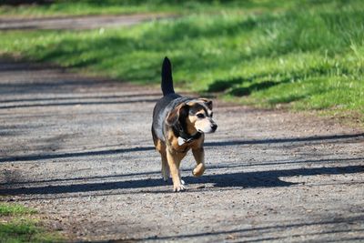 Dog running on road