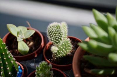 Close-up of potted plant