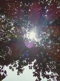 Low angle view of sunlight streaming through trees