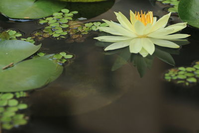 Close-up of yellow flowering plant