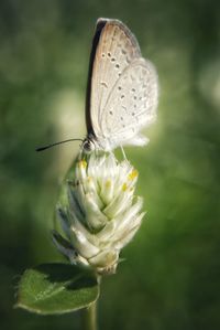 Close-up of butterfly on plant