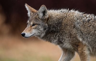 Side view of wolf looking away while standing outdoors