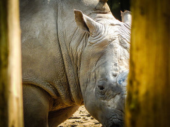 Close-up of rhinoceros