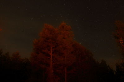 Low angle view of trees against sky at night