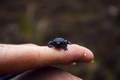 Close-up of person hand holding ladybug