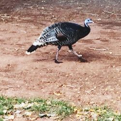 Side view of bird