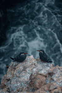 High angle view of black birds perching on cliff by sea