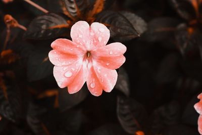 Close-up of wet pink flower