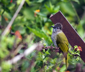 Mountain bulbul perching on rusty barbed wire