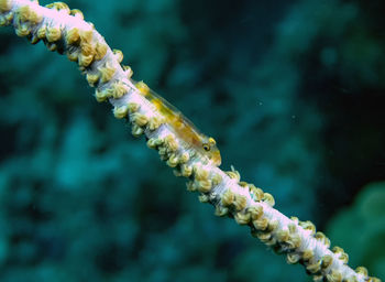 Close-up of jellyfish in sea