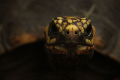 Close-up of a turtle