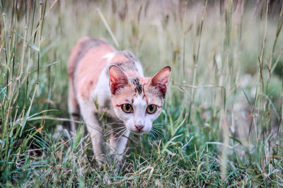 Portrait of kitten in field