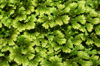 Full frame shot of fresh green leaves