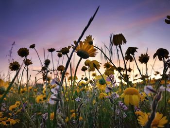 Close-up of yellow flowering plants on field against sky