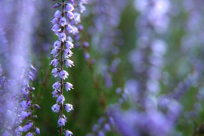 Close-up of purple flowering plant