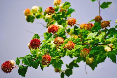 Low angle view of flowering plants against sky