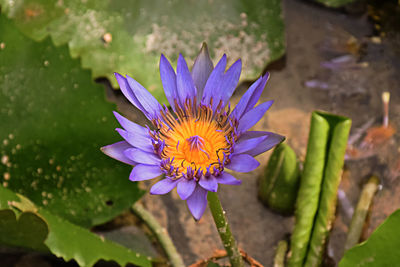 Close-up of purple flower