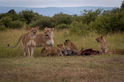 Lionesses guard five cubs eating wildebeest carcase