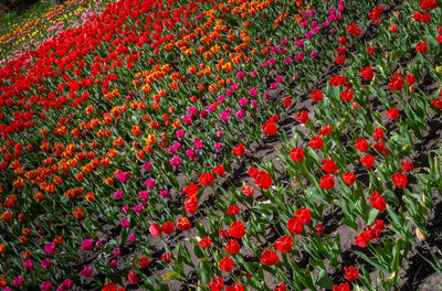 Close-up of purple flowering plants on field