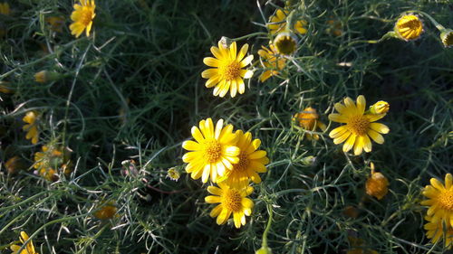 High angle view of yellow flowering plants on field