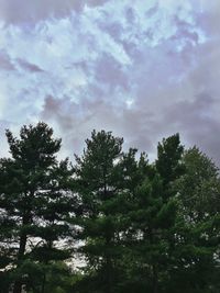 Low angle view of trees against cloudy sky