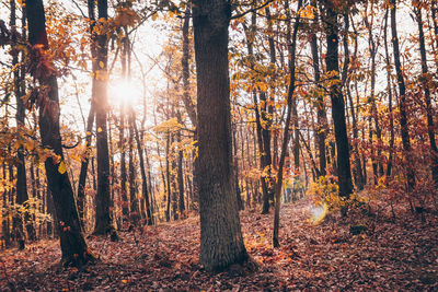 Sunlight streaming through trees in forest during autumn