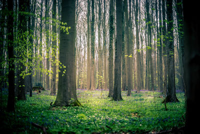 View of trees in forest