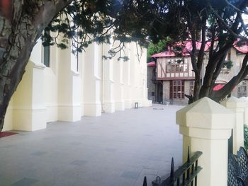 Footpath amidst trees and white building