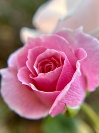 Close-up of pink rose