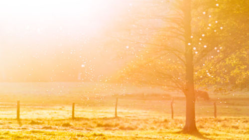 View of trees on landscape during sunset