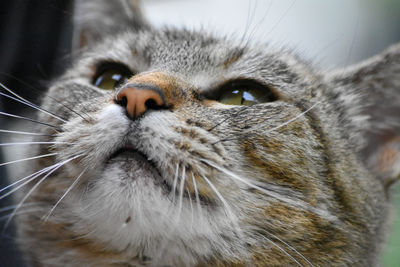 Close-up portrait of a cat