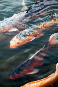 Close-up of koi carps swimming in pond