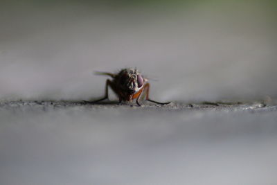 Close-up of housefly