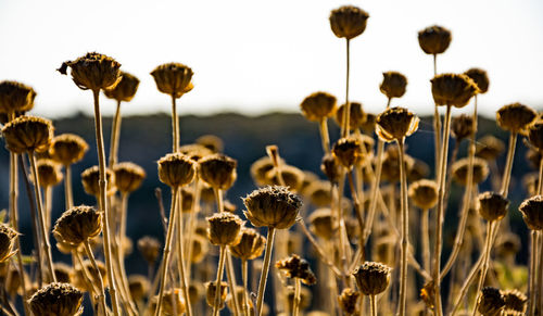 Close-up of wilted flowers on field against sky