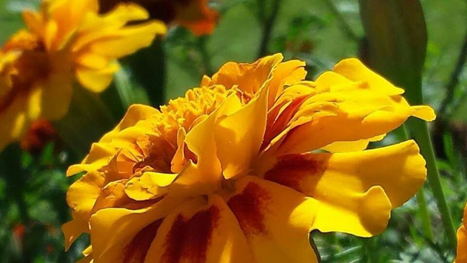 flower, petal, yellow, freshness, fragility, flower head, focus on foreground, beauty in nature, close-up, growth, nature, blooming, vibrant color, plant, in bloom, park - man made space, orange color, day, outdoors, blossom