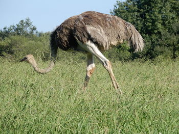Ostrich on land in nature reserve of cantabria, spain.