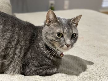 Close-up portrait of a cat