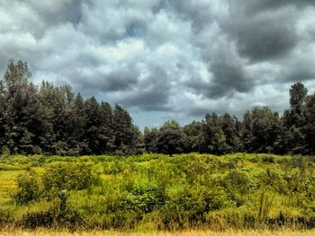 Scenic view of trees on field against sky