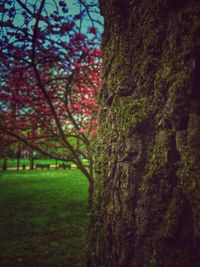 Trees growing in sunlight