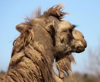 Low angle view of giraffe against clear sky