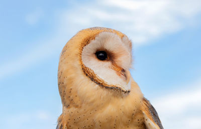 Close-up of a bird against sky